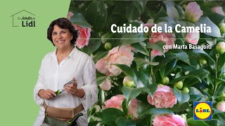 Cuidado de la Camelia 🌷🌹 El Jardín De Lidl  Lidl España [upl. by Sherrard542]