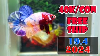 197 Mini Game 211  FREESHIP 3 CON  ĐỢT CÁ BETTA  NEMO GLX 241  341 ZL O9433OO365 [upl. by Sterrett]