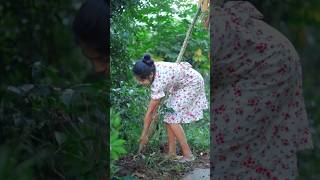 Homemade Crispy Fried Cassava Chips 🥔 From Garden to Plate මඤ්ඤොක්කා බයිට් shorts [upl. by Annayar]