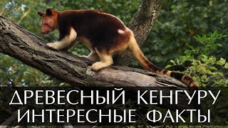 Древесный кенгуру  интересные факты [upl. by Ajna]