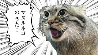 マヌルネコのうた（Pallass cat song）Official MV [upl. by Cudlip]