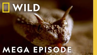 Dead by Dawn The World of Killer Creatures MEGA EPISODE  S1 COMPILATION  Nat Geo Wild [upl. by Nehcterg]