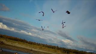 goose hunting 2024 tanana river drainage season begins [upl. by Erdied]