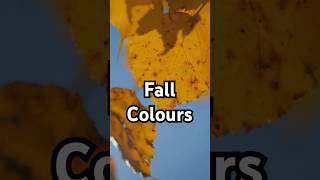 🍂 Why Do Leaves Change Colour in Fall 🌳 FunFactAnnouncer [upl. by Pepper276]