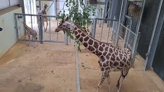 New Arrival at Whipsnade  Four Day Old Baby Reticulated Giraffe [upl. by Alsworth]