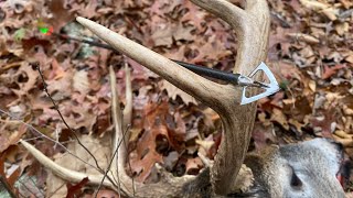 Bowhunting Whitetails During the November Rut in Rhode Island [upl. by Eekaz]