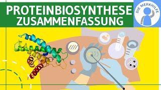 Proteinbiosynthese  Translation amp Transkription  Abiturzusammenfassung Proteinbiosynthesen Genetik [upl. by Asiaj]