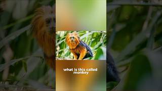 Can you name these animals vocabulary animals knowledge [upl. by Elnar]