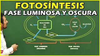 Fotosíntesis Fase Luminosa y Fase Oscura [upl. by Noman940]