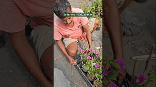 📌100 successful method  very easy production Bougainvillea plants  Bougainvillea cuttings [upl. by Enelym47]