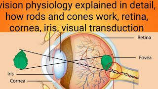 vision physiology explainedphysiology lecture 12 [upl. by Healy]