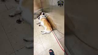 Dog sleep  Dogs barking  Dogs sound  sleeping dog meme  Dog prank  Dog sleep acting shorts [upl. by Aicineohp92]