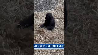 2yearold gorilla Eyare dies unexpectedly at Calgary Zoo gorilla CalgaryZoo [upl. by Notreve588]