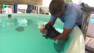 Baby Manatee Bottle Feeding [upl. by Ylim]