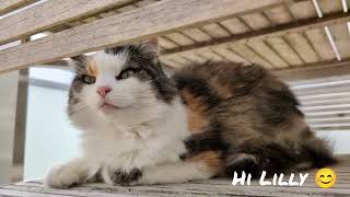 Norwegian Forest Cat Balcony scene [upl. by Anele]