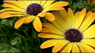 Flower time lapse  Growing African daisy Osteospermum [upl. by Cesar268]