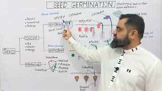 Seed Germination UrduHindi medium profmasoodfuzail Epigeal Germination Hypogeal Germination [upl. by Amsirac]