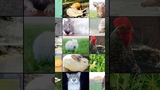 🦒 Animales Vertebrados e Invertebrados Curiosidades en 60 Segundos 🐙✨ Shorts [upl. by Seamus103]