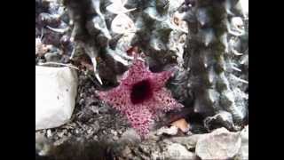 Stapelianthus decaryi [upl. by Avis]