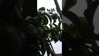 passiflora shortvideo plantable fruit morocco plantathome plantagarden gardenning nature [upl. by Aical765]