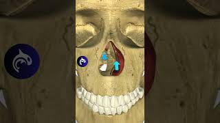 See what happens when you have a Deviated Septum breathing nose sleepapnea [upl. by Bibi]