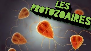 la classification des protozoaires [upl. by Sukcirdor221]