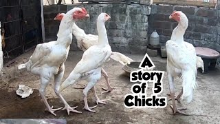 A story of 6 Weak Legs Chicks Now strong Roosters with Amazing Khhurrak [upl. by Nirak]