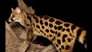 Genet Cat  Wild Cat Species  Predators Documentary [upl. by Kara-Lynn372]