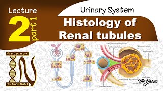 2aHistology of Proximal convoluted tubulesUrinary system [upl. by Selway]