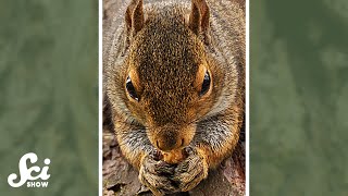 How do squirrels remember their nuts shorts science [upl. by Lorelle]