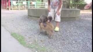 Baby Monkey Going Backwards On A Pig  Parry Gripp [upl. by Alburga]