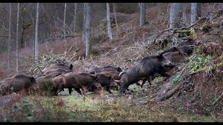 Wild boar hunting Montéria 2014 [upl. by Felicia]