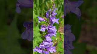 Boulder Colorado Garden Tour [upl. by Noisla]