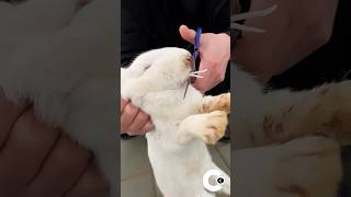 How To Trim Your Rabbits Teeth craftsman craftcraftideas trending animals rabbit [upl. by Aihsein214]