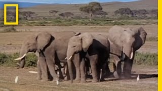 Elephants in quotMourningquot  National Geographic [upl. by Atteragram90]