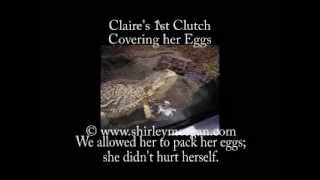 Bearded Dragon quotClairequot Lays her Eggs [upl. by Aivin]