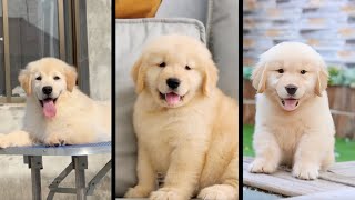 Cutest Dog  Q3 2024 Compilation  Cute amp Funny Golden Retrievers [upl. by Berkin]