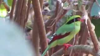 Common Green Magpie Cissa chinensis [upl. by Norbert935]