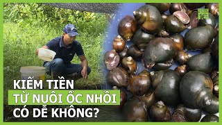 Nuôi ốc nhồi có dễ kiếm tiền hay không  VTC16 [upl. by Hahsia]