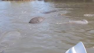 Manatee and Dolphins Tours Check Out This Manatee Breeding Herd FloridaAdventurerCom [upl. by Goldwin]