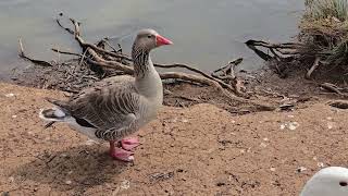 Los Gansos peregrinos Campbelltown Australia [upl. by Arlo]