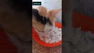 İki kediden farklı görüntüler keşfet begen cat newvideo newvideo [upl. by Soilissav845]