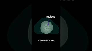 Arrangement of DNA in chromosome 3D animation chromosome dna shorts [upl. by Saideman]