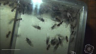 Lasius niger  Invasion de mâles [upl. by Burlie]