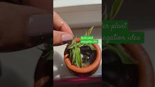 Spider plant propagation idea  short ytshorts youtubfeed [upl. by Anilem260]