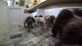 Cute Spinone Puppies [upl. by Ortrud]