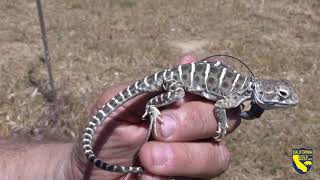 Blunt Nosed Leopard Lizards Released [upl. by Jayson]