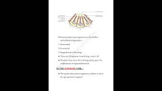 Bronchopulmonary segments notes thorax ​⁠medicalconcepts28 [upl. by Konstantine231]