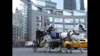 Carriage Horses in New York City [upl. by Birgit462]