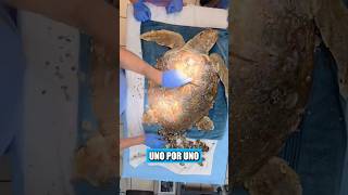 Este pescador encontró una enorme tortuga enferma mientras pescaba en el mar [upl. by Enoid48]